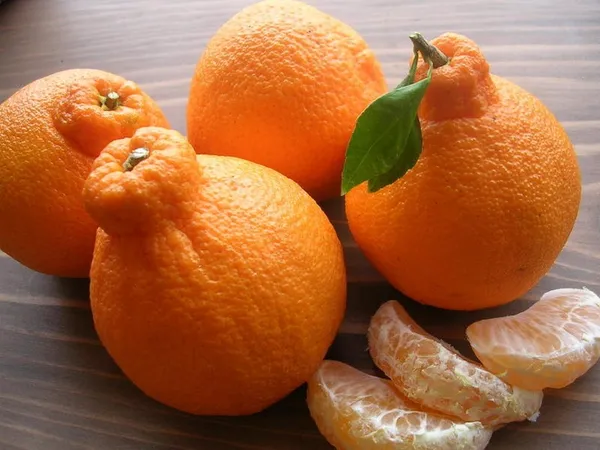 Dekopon_Orange_Plant