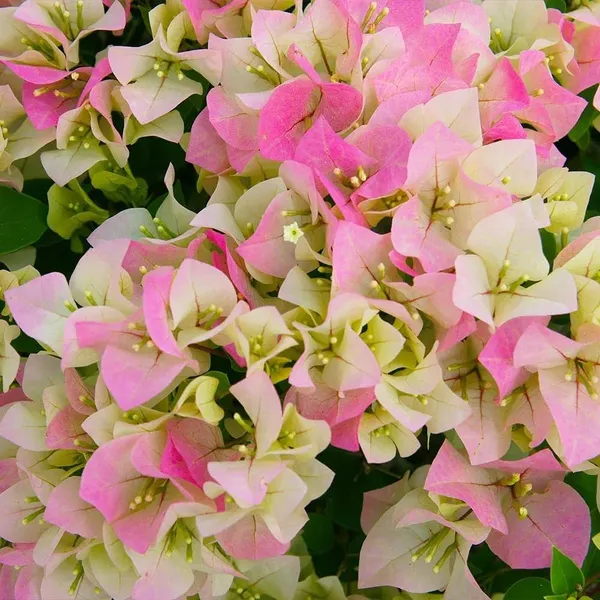 Thai_Delight_Bougainvillea_Plant_For_Gardening