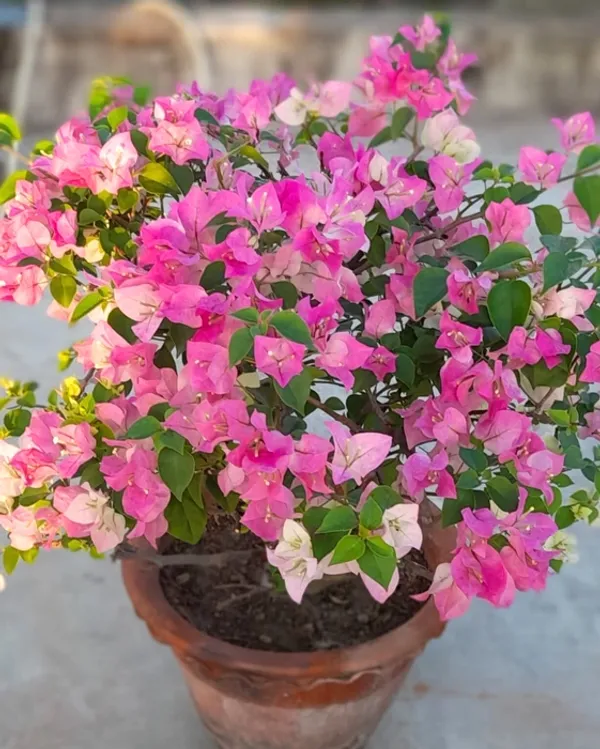 Thai_Delight_Bougainvillea_Plant_For_Gardening