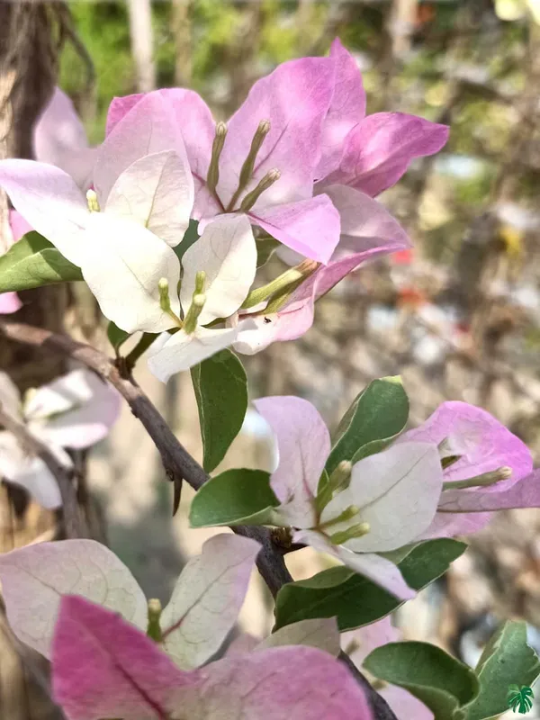 Thai_Delight_Bougainvillea_Plant_For_Gardening
