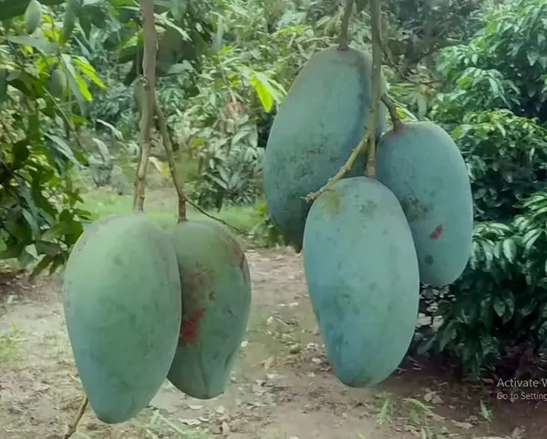 Kancha_Mitha_(Raw_Sweet)_Mango_Plant