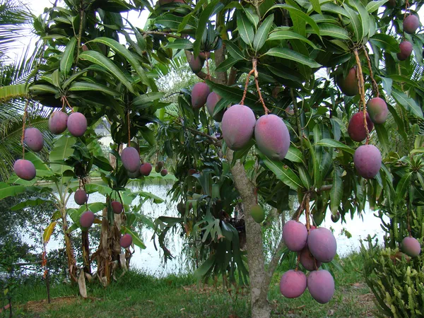 Tommy_Atkins_Mango_Plant
