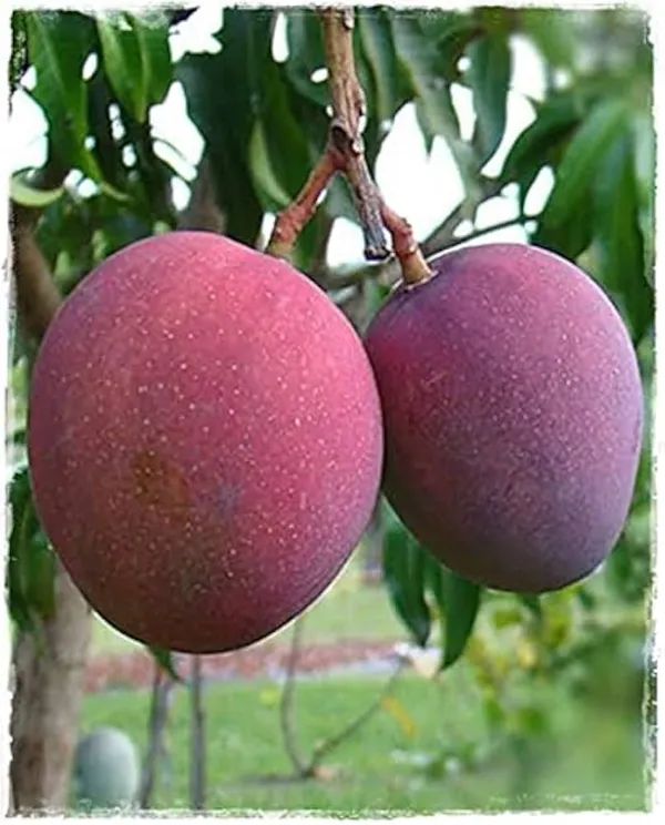 Tommy_Atkins_Mango_Plant