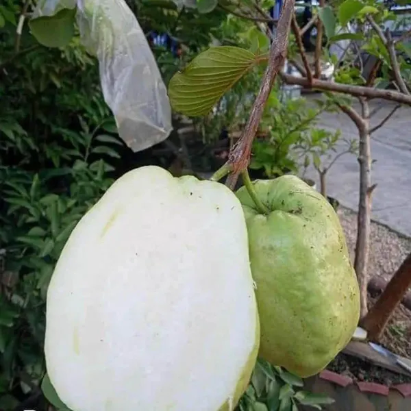 Thai-7-Guava-Amrood-Layering-Grafted-Fruit-Live-Plant