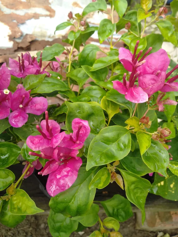 Fatima_Pink_Bougainvillea_Plant_For_Gardening