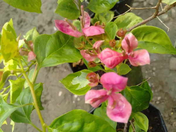 Fatima_Pink_Bougainvillea_Plant_For_Gardening