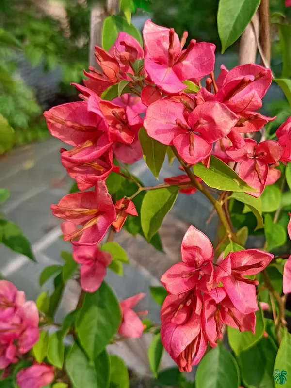 Red_Tanglong_Bougainvillea_Plant_For_Gardening