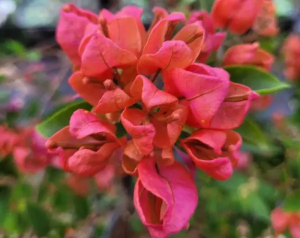 Red_Tanglong_Bougainvillea_Plant_For_Gardening