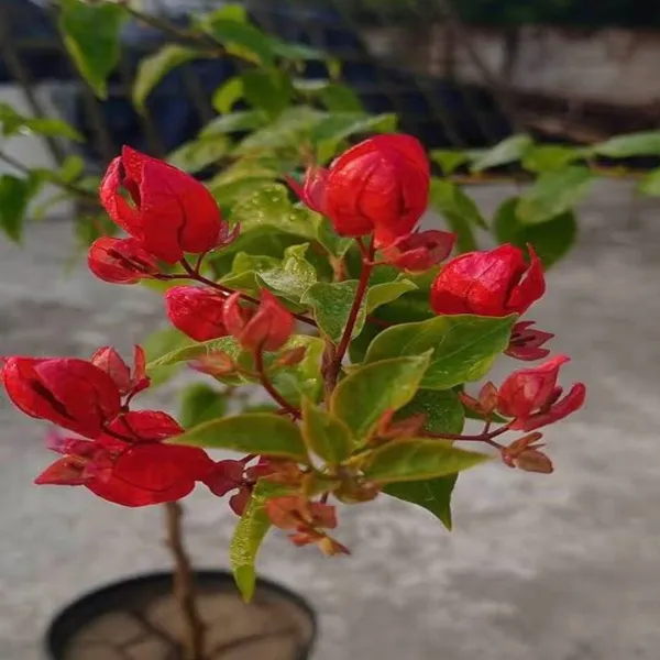 Red_Tanglong_Bougainvillea_Plant_For_Gardening