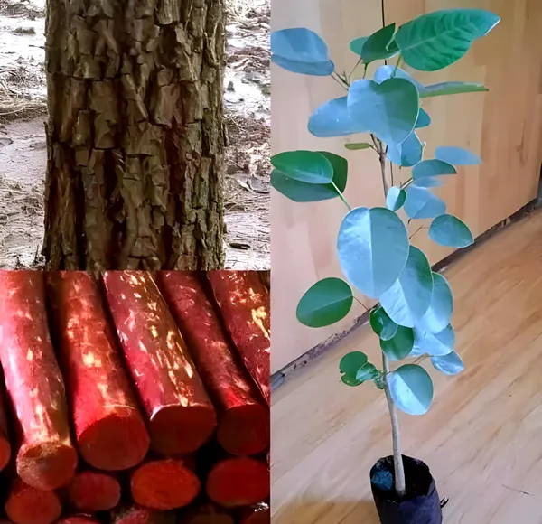 Red_Sandalwood_Plant