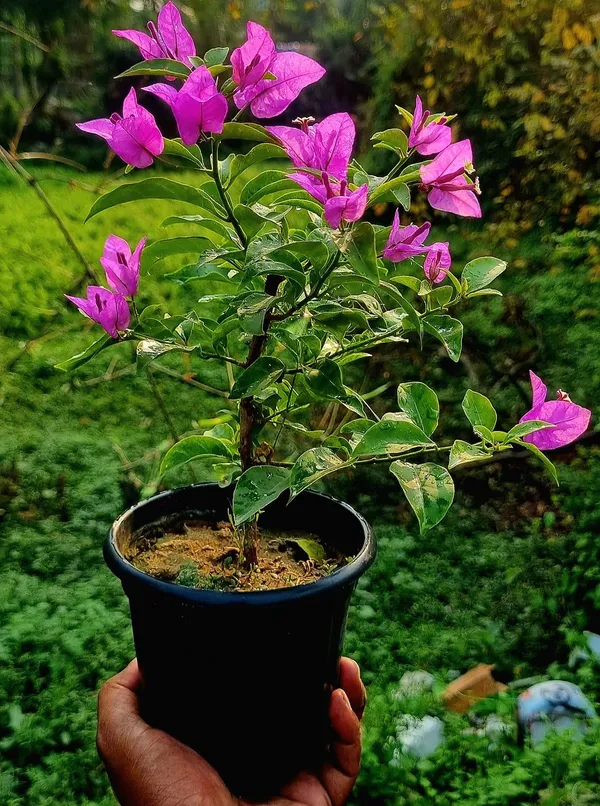 Magic_Love_Bougainvillea_Plant_For_Gardening
