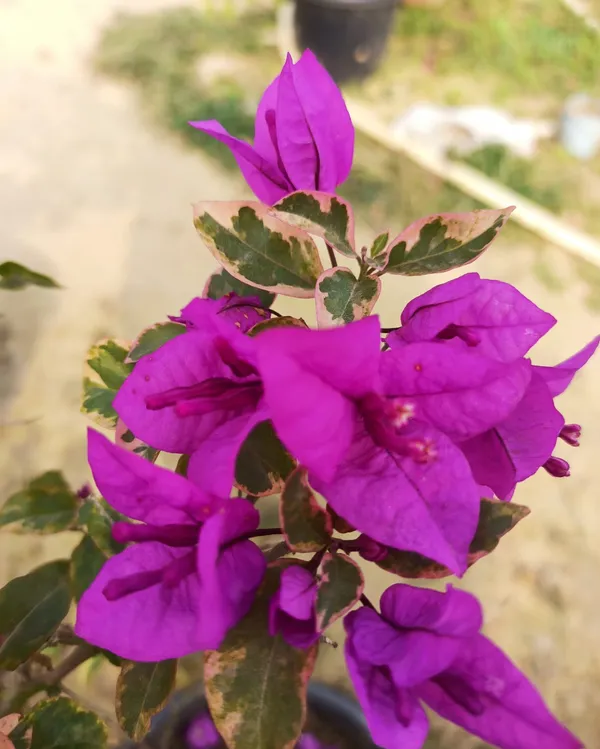 Magic_Love_Bougainvillea_Plant_For_Gardening