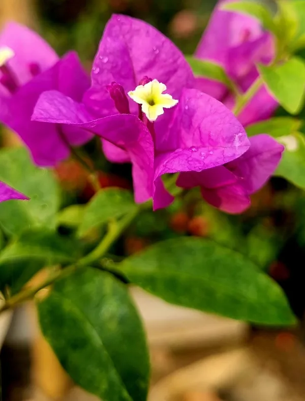 Magic_Love_Bougainvillea_Plant_For_Gardening