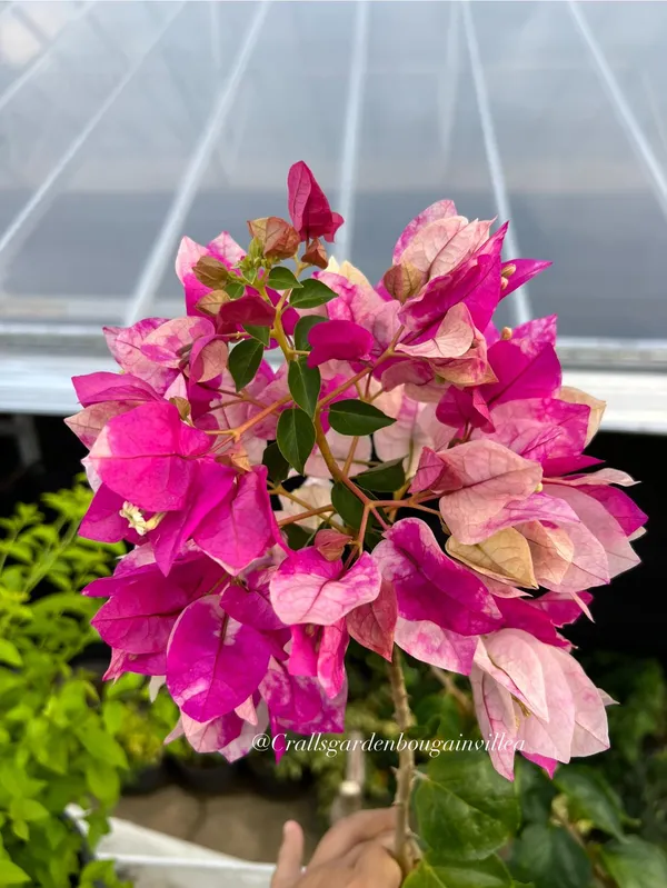 Golden_Rao_Bougainvillea_Plant_For_Gardening