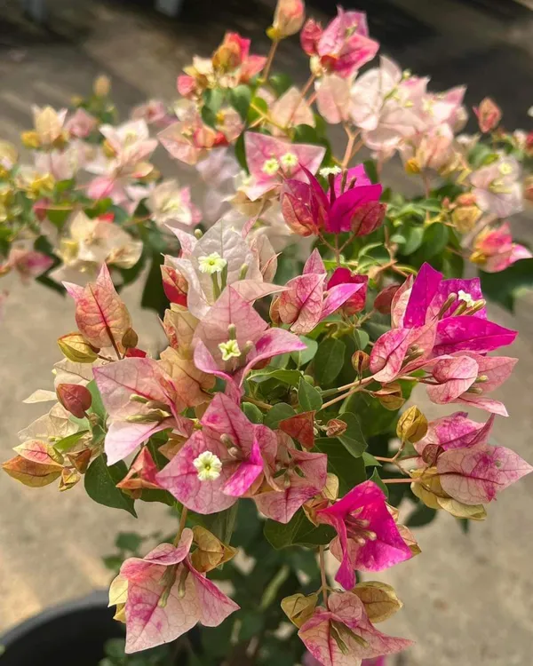 Golden_Rao_Bougainvillea_Plant_For_Gardening