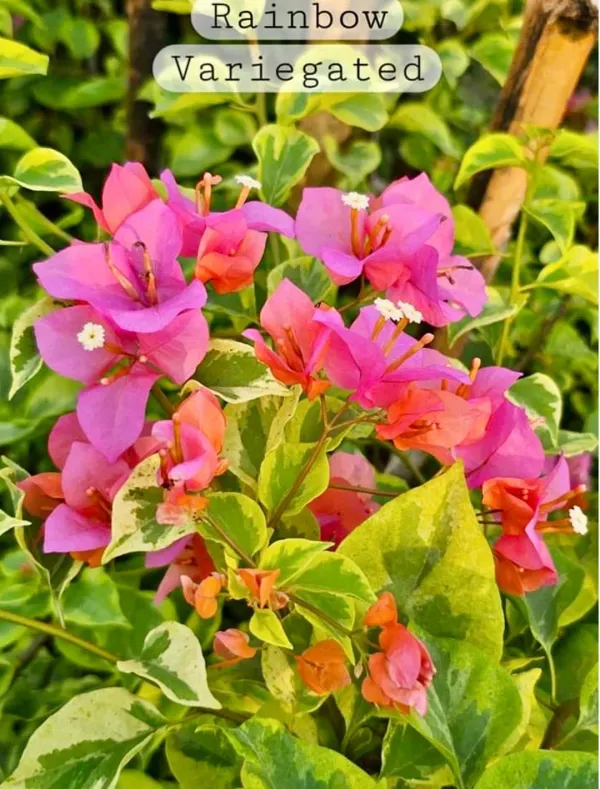 Rainbow_Verigated_Bougainvillea_Plant_For_Gardening
