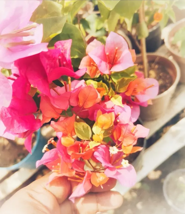 Rainbow_Verigated_Bougainvillea_Plant_For_Gardening