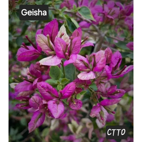 Giesha_Bougainvillea_Plant_For_Gardening