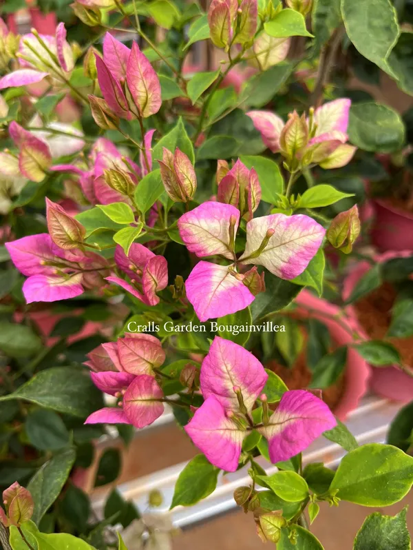 Giesha_Bougainvillea_Plant_For_Gardening