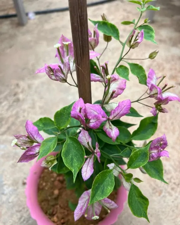 Giesha_Bougainvillea_Plant_For_Gardening