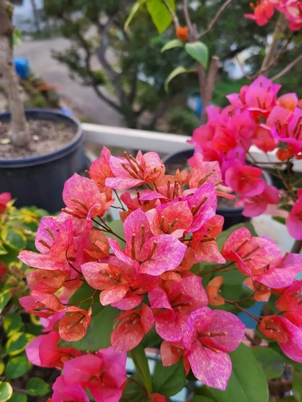 Vietnam_Mix_Bougainvillea_Plant_For_Gardening