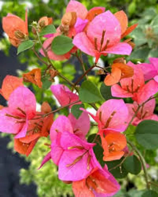 Vietnam_Mix_Bougainvillea_Plant_For_Gardening