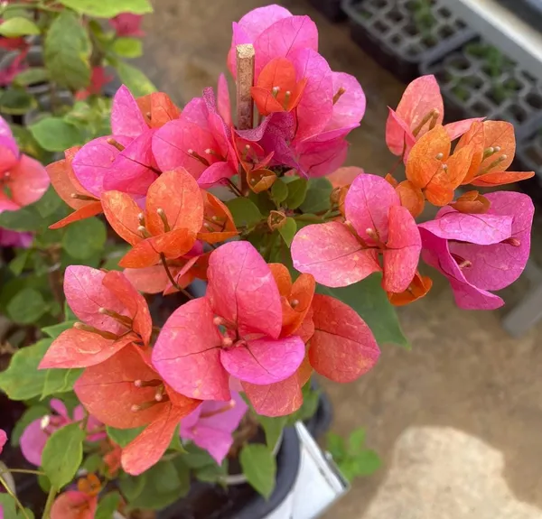 Vietnam_Mix_Bougainvillea_Plant_For_Gardening