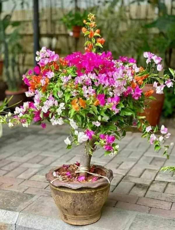 Multi_Colour_Bougainvellia_Plant