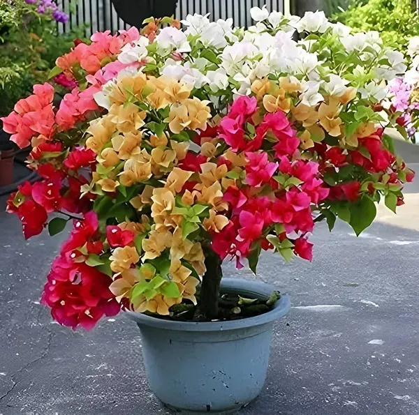 Multi_Colour_Bougainvellia_Plant