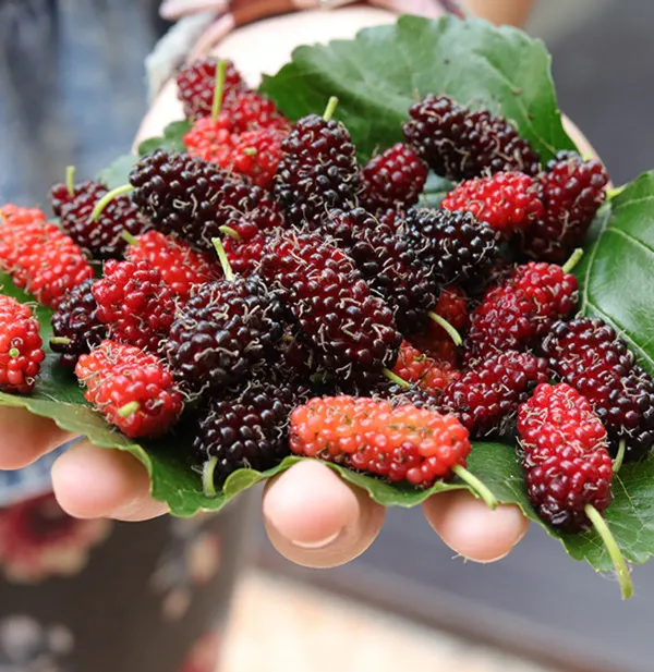 Mulberry-Shahtoot-Hybrid-Fruit-Plant--(NON_GRAFTED_PLANT)