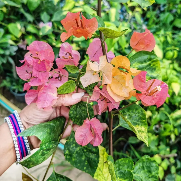 Moonlight_Adarna_Bougainvillea_Plant_For_Gardening