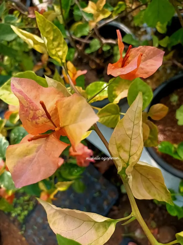 Moonlight_Adarna_Bougainvillea_Plant_For_Gardening