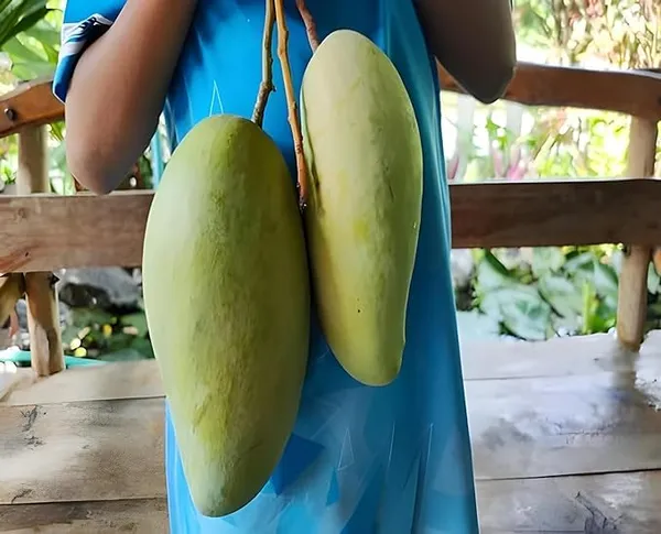 Noorjahan_Mango_Plant_(Hybrid_And_Grafted)