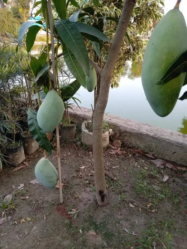Noorjahan_Mango_Plant_(Hybrid_And_Grafted)