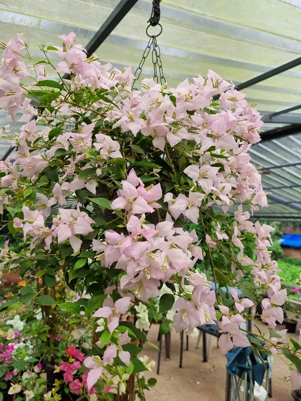Fairytale_Bandai_Bougainvillea_Plant_For_Gardening