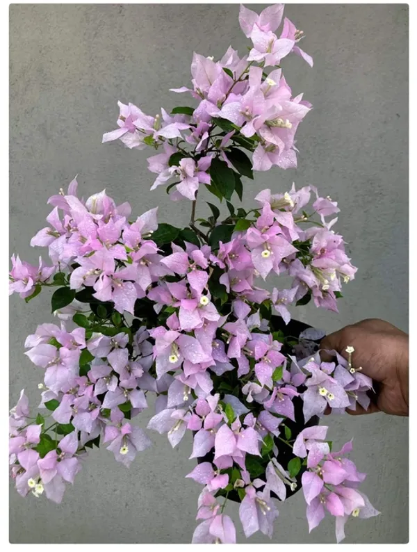 Fairytale_Bandai_Bougainvillea_Plant_For_Gardening