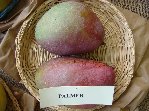 Pulmar_Mango_Plant_(Hybrid_And_Grafted)