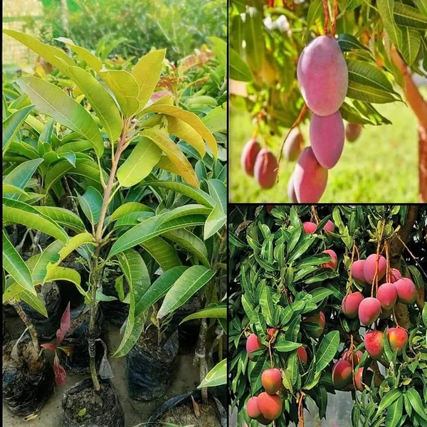 Pulmar_Mango_Plant_(Hybrid_And_Grafted)