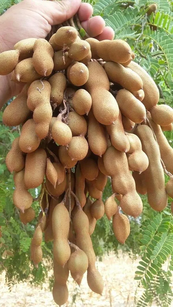 Sour-Vantoor-Tamarind-Imli-Grafted-Fruit-Live-Plant