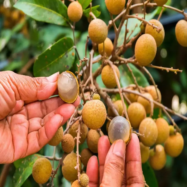 Khaki-Dragon-Eye-Longan-Grafted-Fruit-Live-Plant