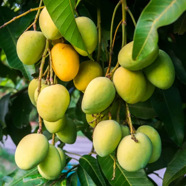 Jardalu_Mango_Plant