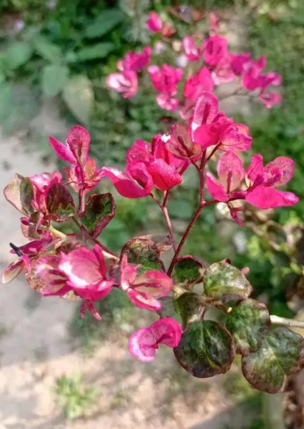 Black_Maria_Bougainvillea_Plant_For_Gardening