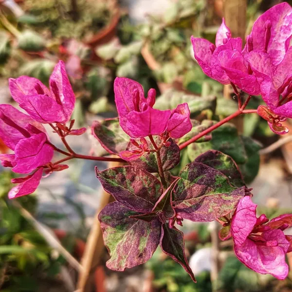 Black_Maria_Bougainvillea_Plant_For_Gardening