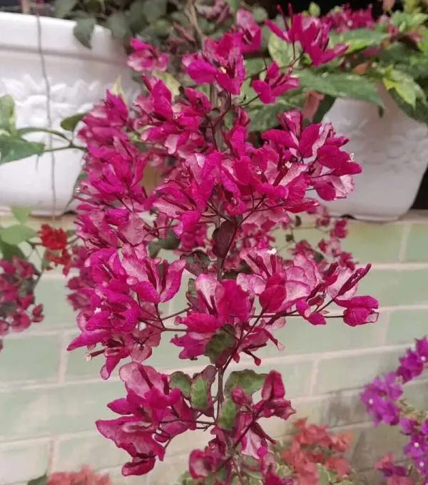 Black_Maria_Bougainvillea_Plant_For_Gardening