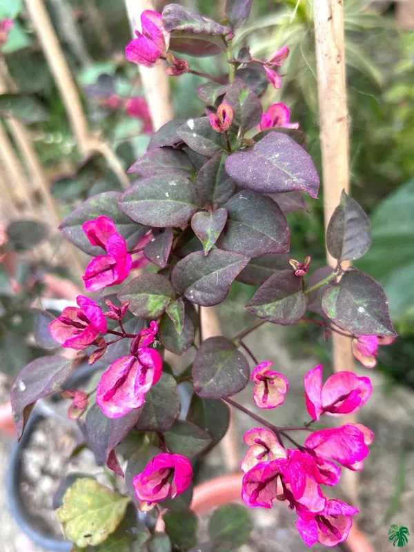 Black_Maria_Bougainvillea_Plant_For_Gardening