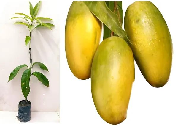 Dasheri_Mango_Plant_(Hybrid_And_Grafted)