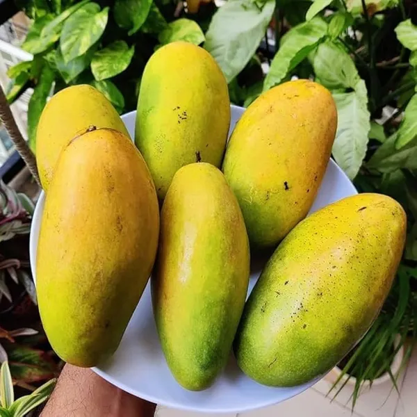 Dasheri_Mango_Plant_(Hybrid_And_Grafted)