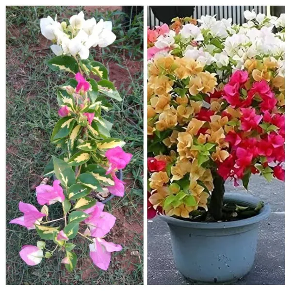 Multi_Colour_Bougainvellia_Plant