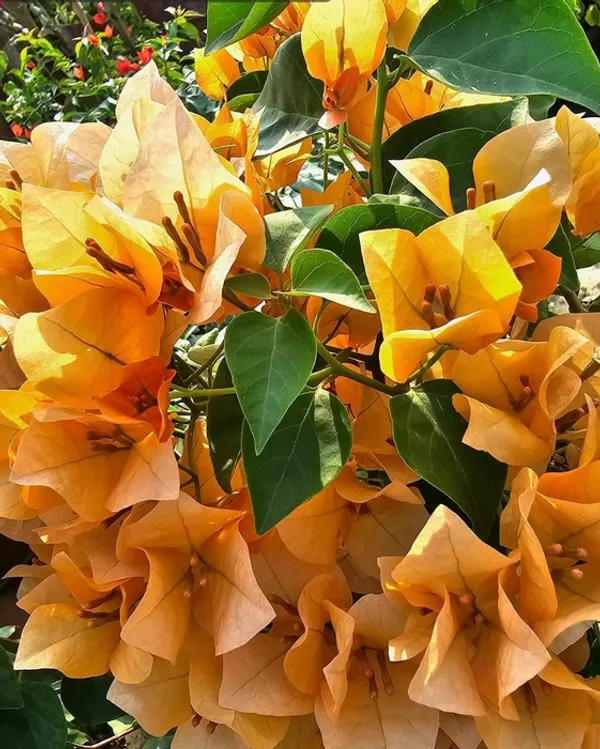 Lady_Mary_Bearing_Bougainvillea_Plant_For_Gardening