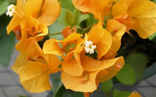Lady_Mary_Bearing_Bougainvillea_Plant_For_Gardening